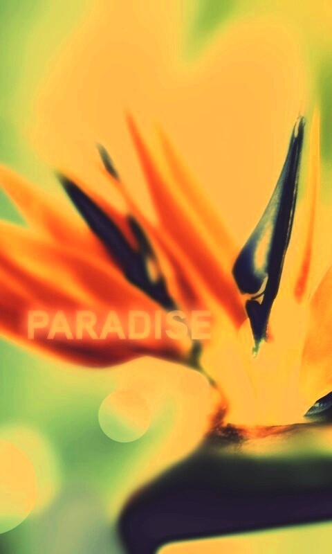 Paradise обои