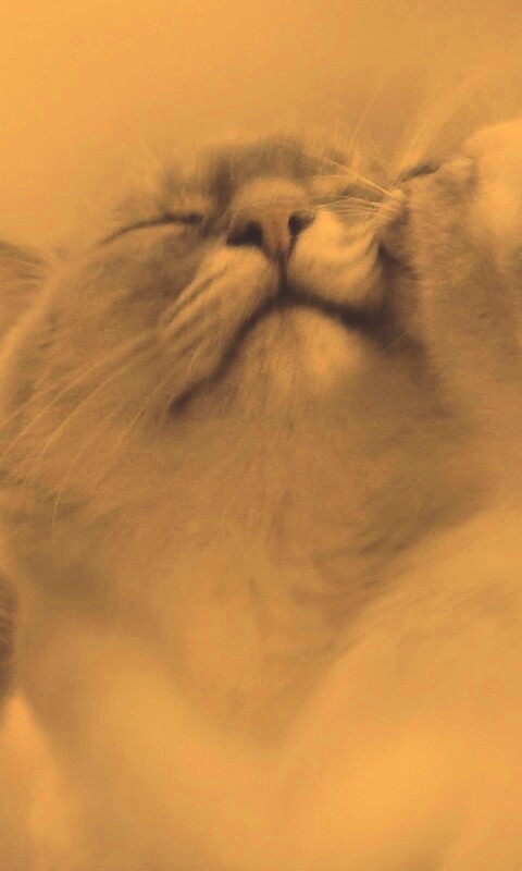 Котята с мамой обои