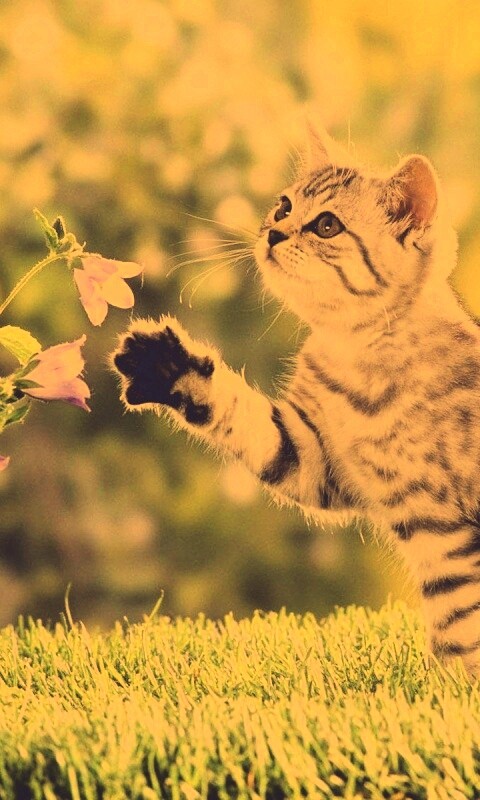 Котенок играет с цветами обои