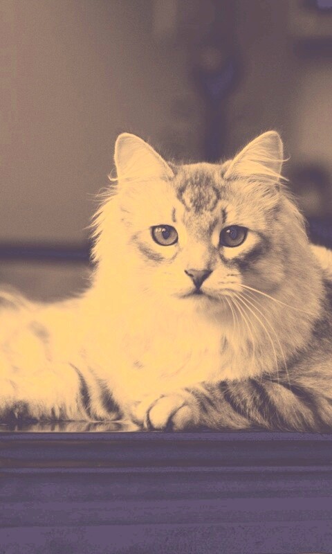 Кот благородных кровей обои