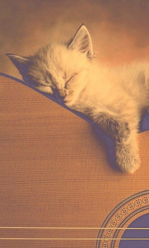 Котенок на гитаре обои