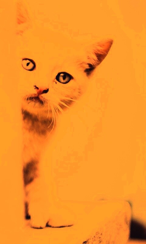 Котик из-за угла обои