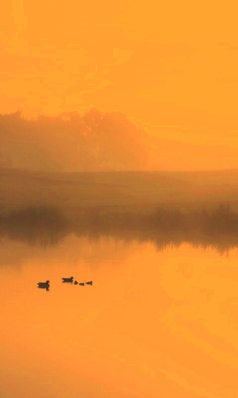 Ducks on a Misty Pond обои