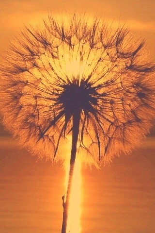 Одуванчик на закател обои