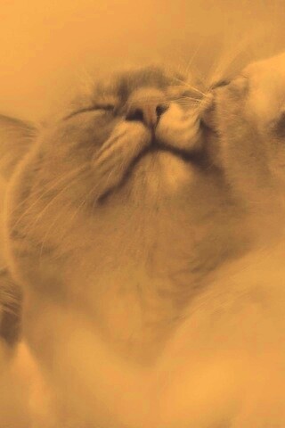 Котята с мамой обои