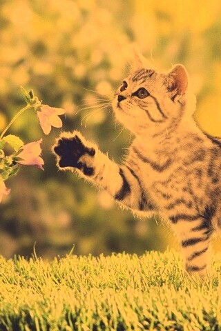 Котенок играет с цветами обои