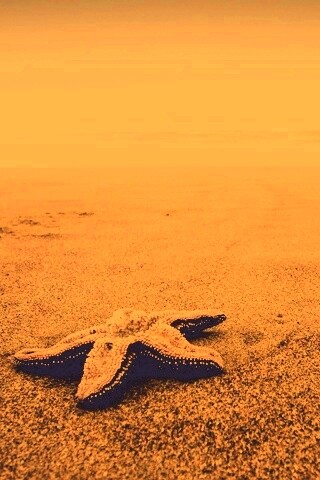 Морская звезда на бесконечном пляже обои