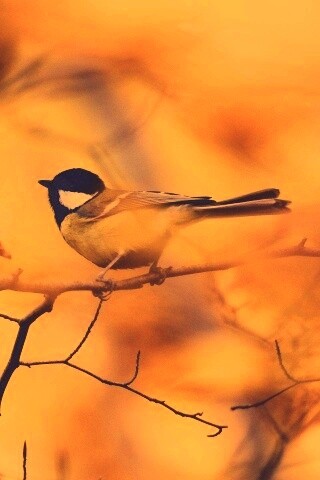 Синичка в желтой листве обои