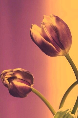 Сиреневые цветы обои