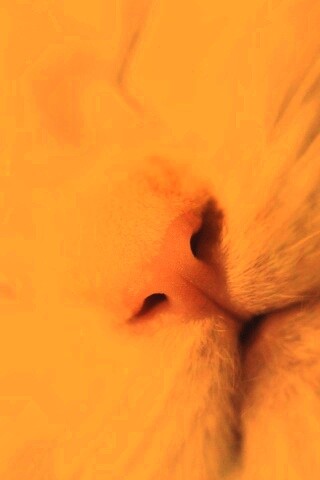 Кошачья мордочка обои