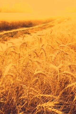 Речка среди поля обои
