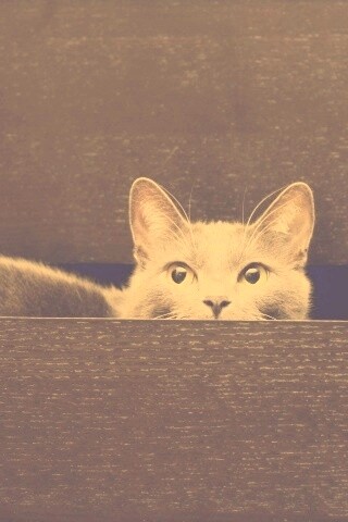 Кот в ящике комода обои