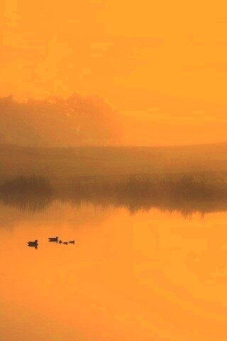 Ducks on a Misty Pond обои
