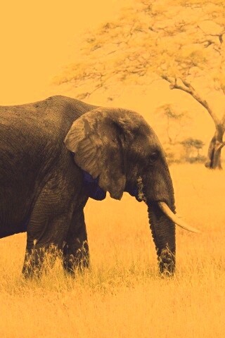Elephant обои