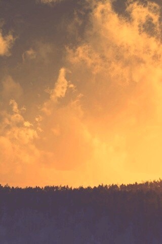 Закат над лесом обои