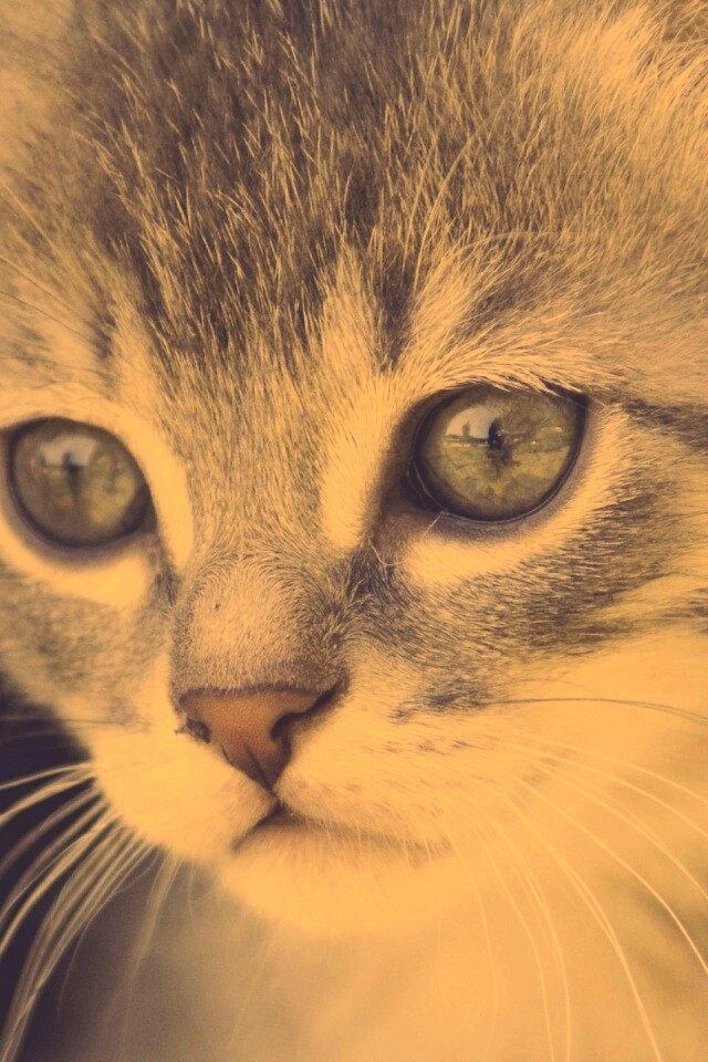 Мордочка котёнка обои