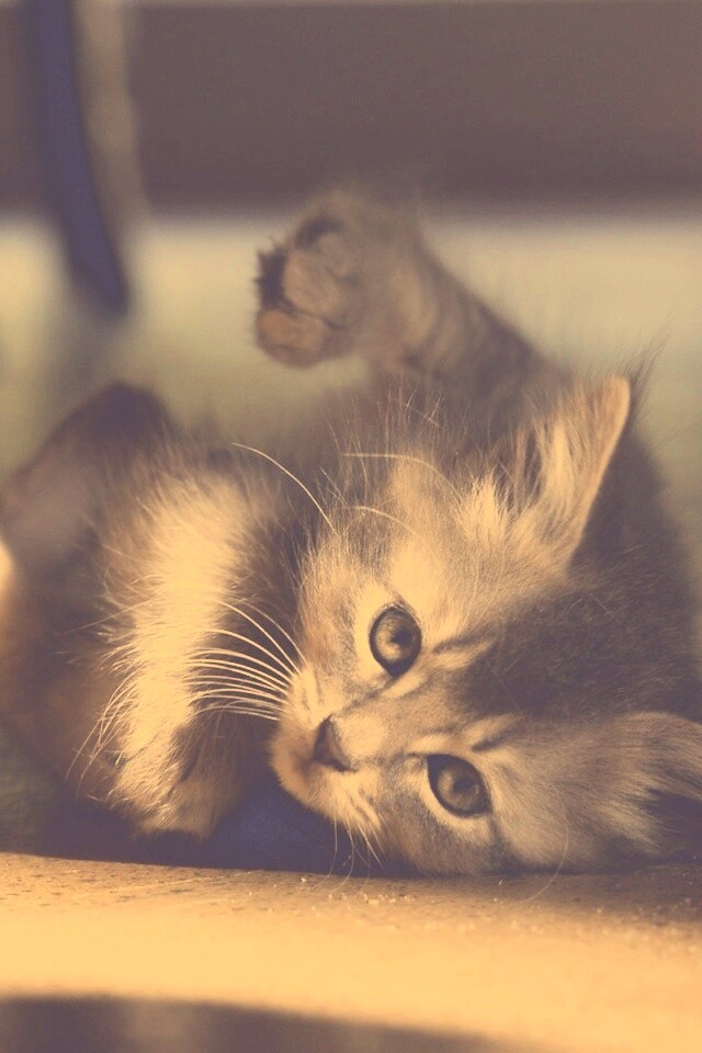 Котенок играет под стулом обои