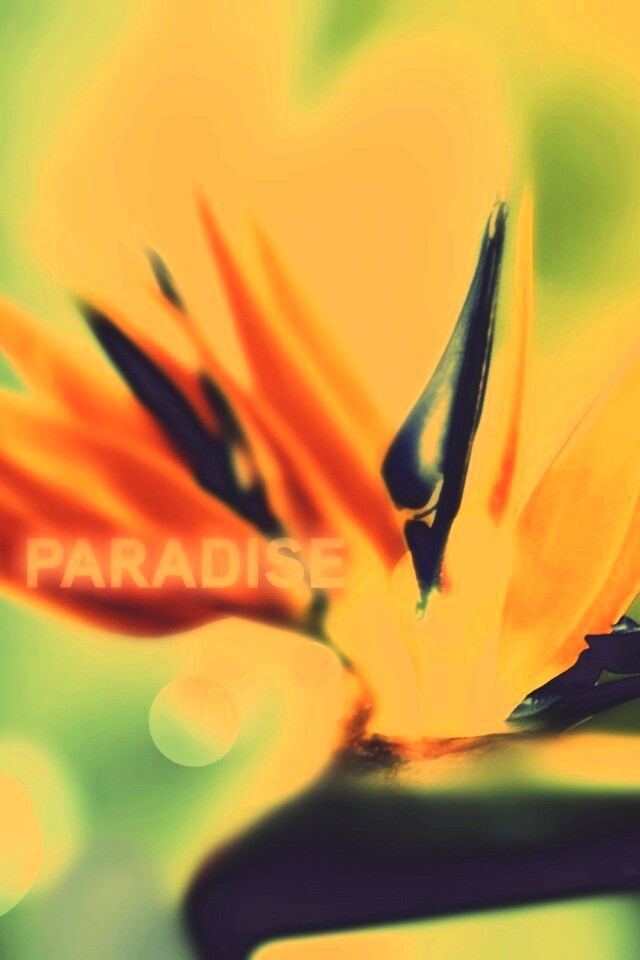 Paradise обои