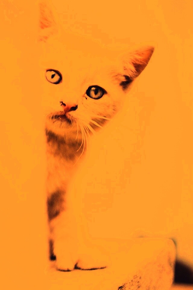 Котик из-за угла обои