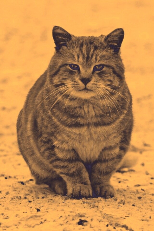 Тяжелый взгляд котэ обои