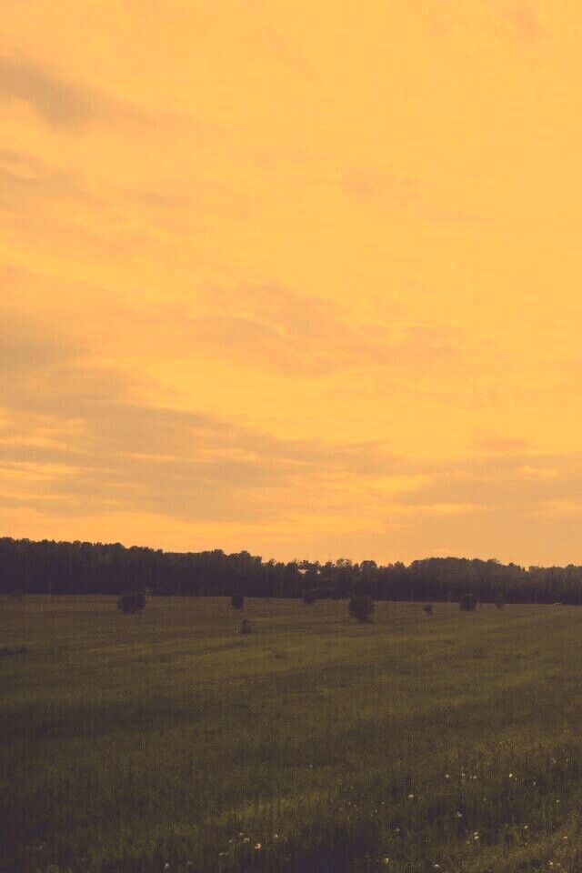 Дорога к лесу обои