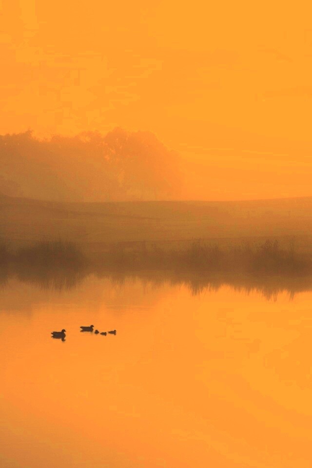 Ducks on a Misty Pond обои