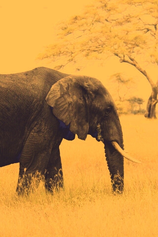 Elephant обои