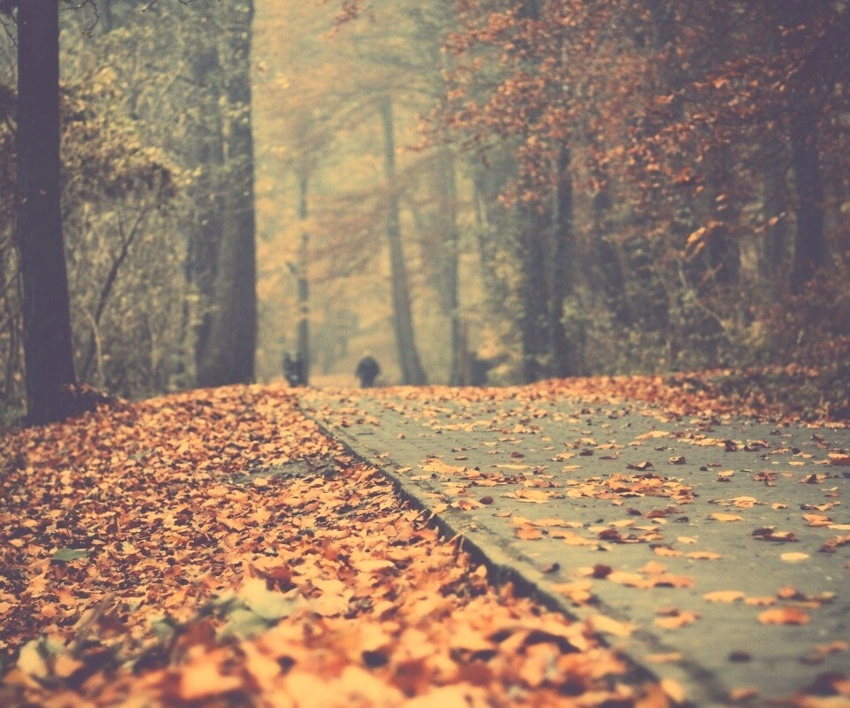 Осенняя дорога обои