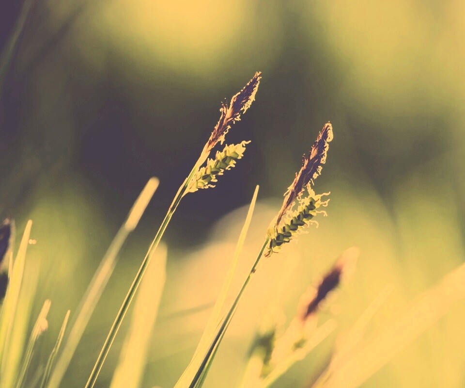 Макро фото луговой травы обои