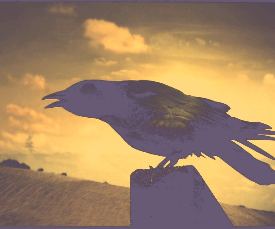 Чёрный ворон обои