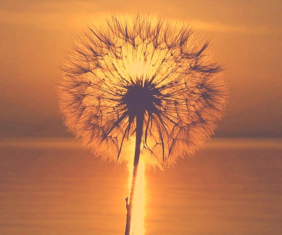 Одуванчик на закател обои