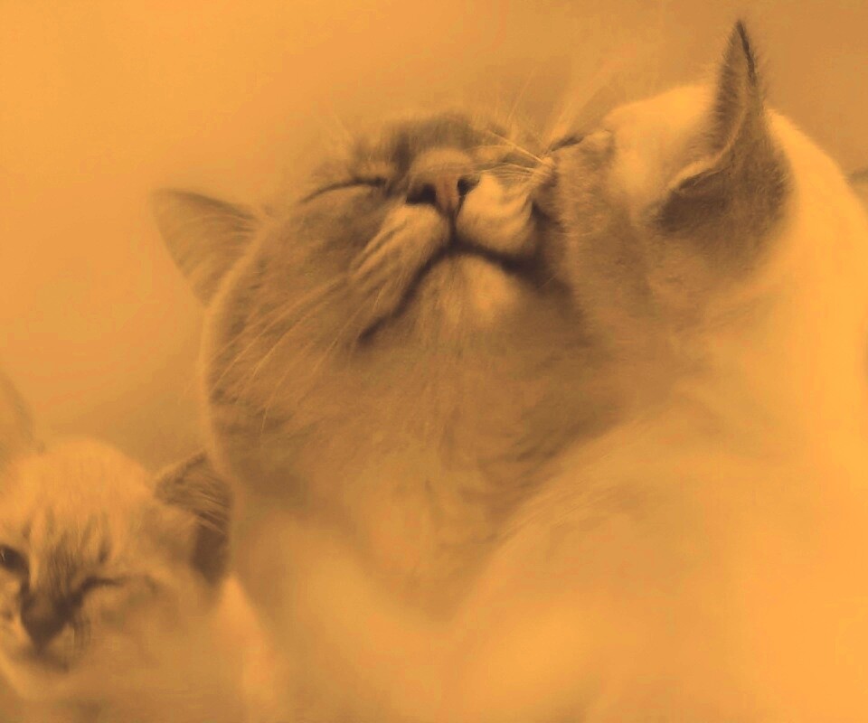 Котята с мамой обои