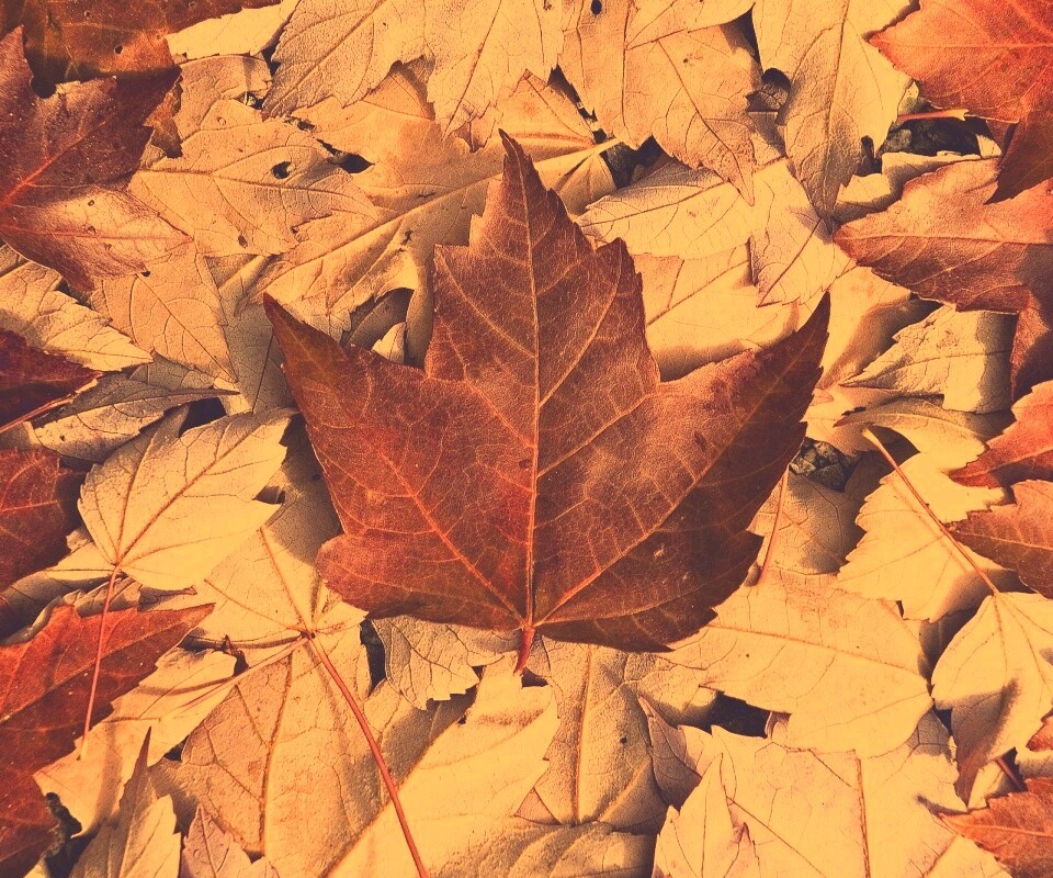 Флаг Канады из листьев обои