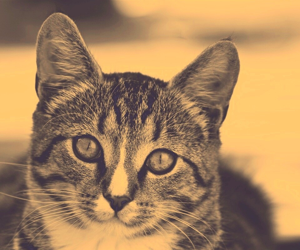 Кот обои