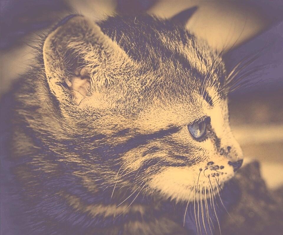 Котенок с голубыми глазами обои