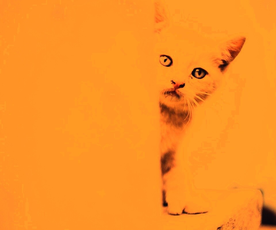 Котик из-за угла обои