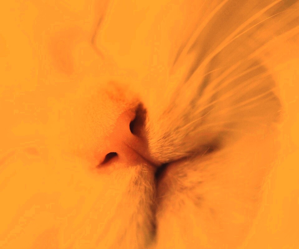 Кошачья мордочка обои