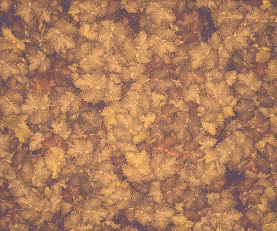 Осенние листья обои
