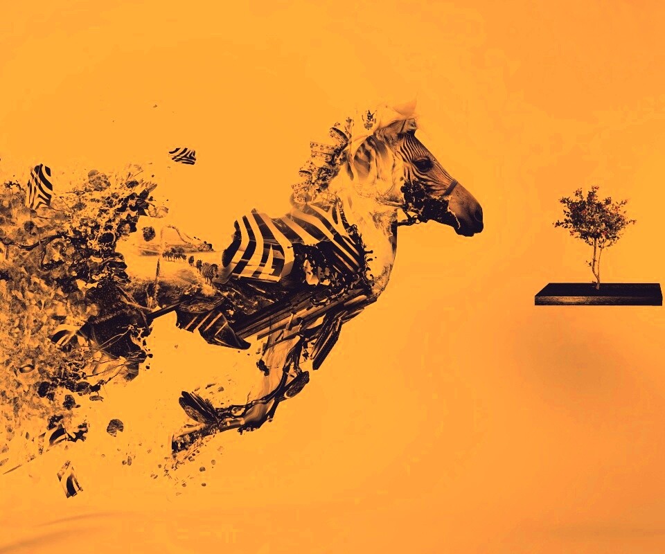 Зебра и бонсай обои