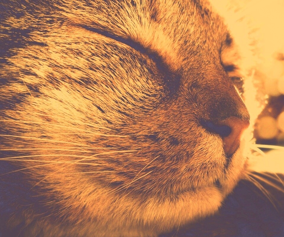 Спящий на солнце рыжий кот обои