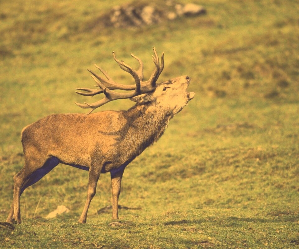 Лось зовёт сородичей обои