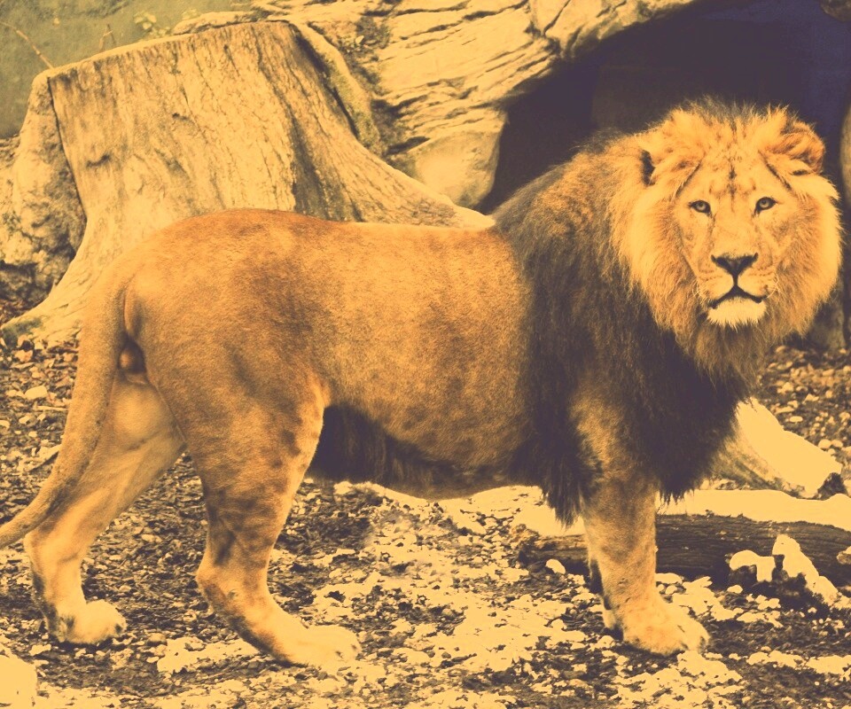 Красивый лев в лесу обои