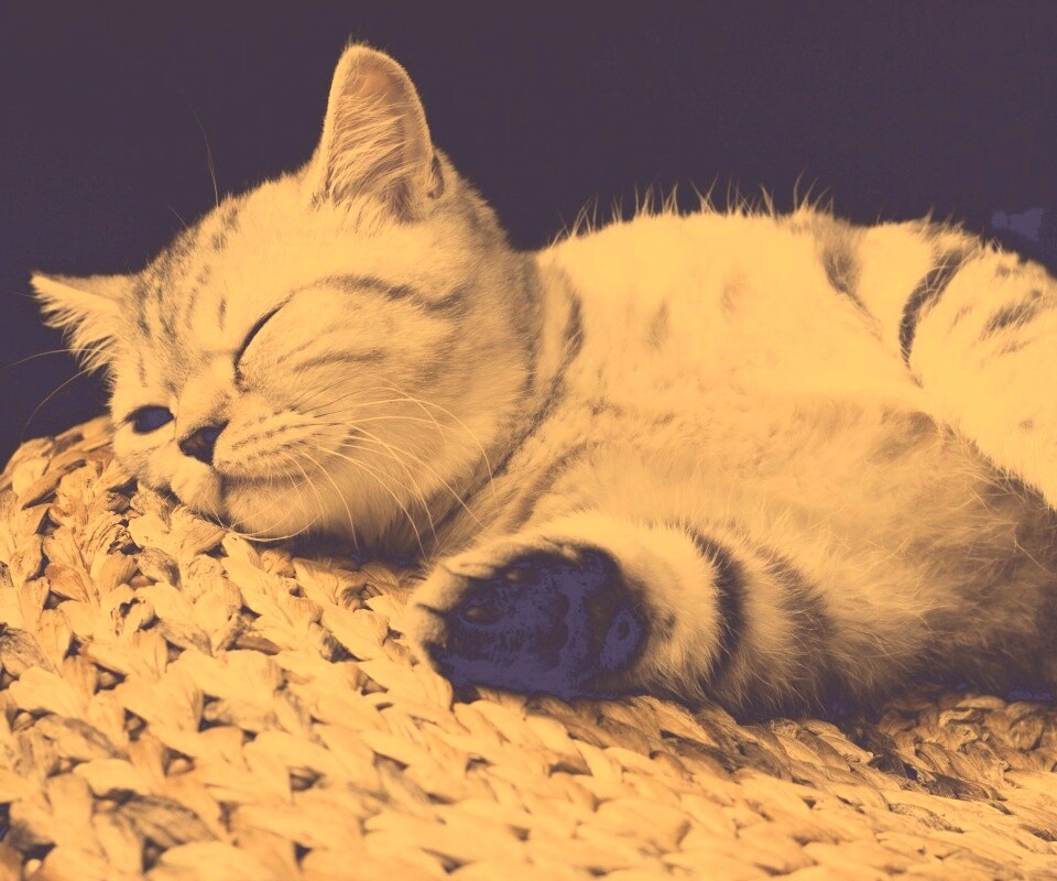 Пушистый кот спит на корзине обои