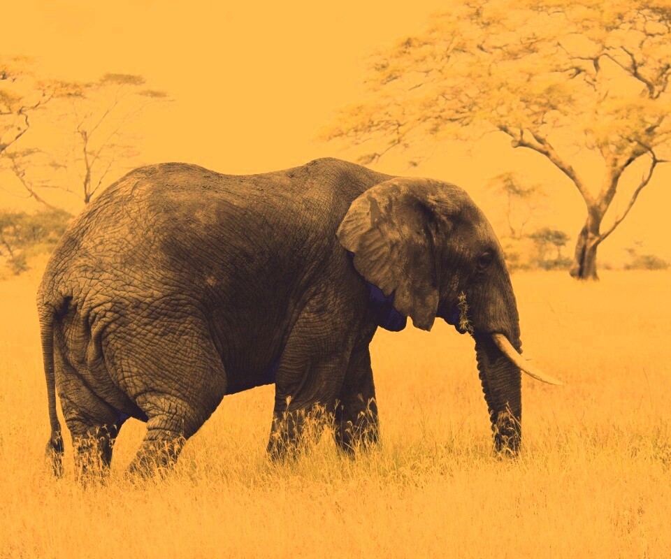 Elephant обои