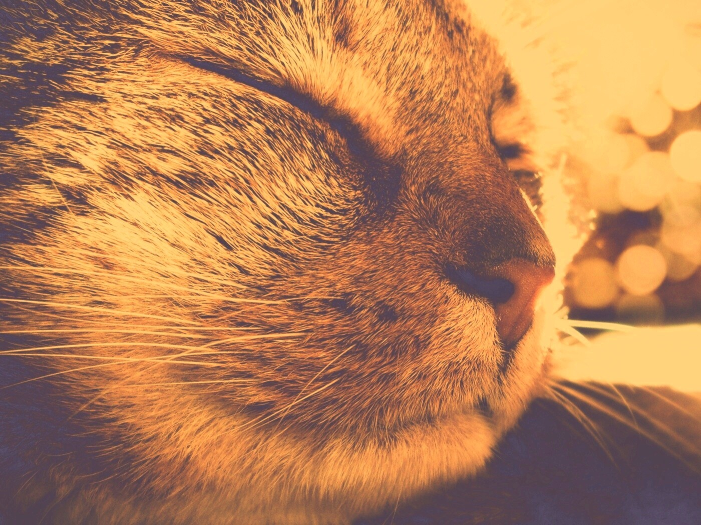 Спящий на солнце рыжий кот обои