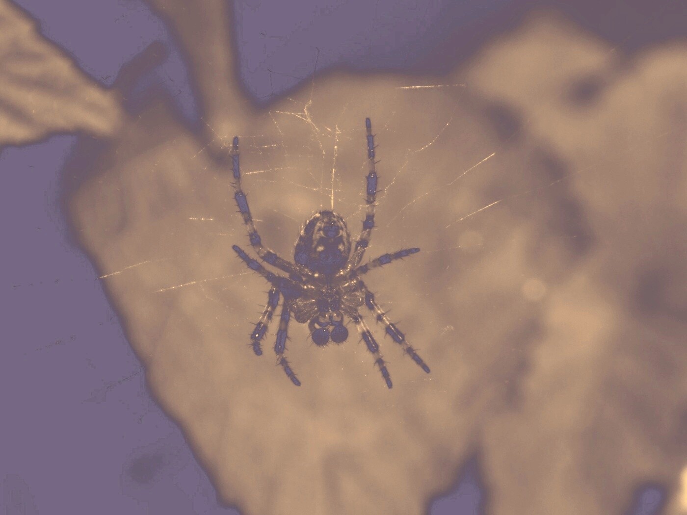 Паук на паутине обои