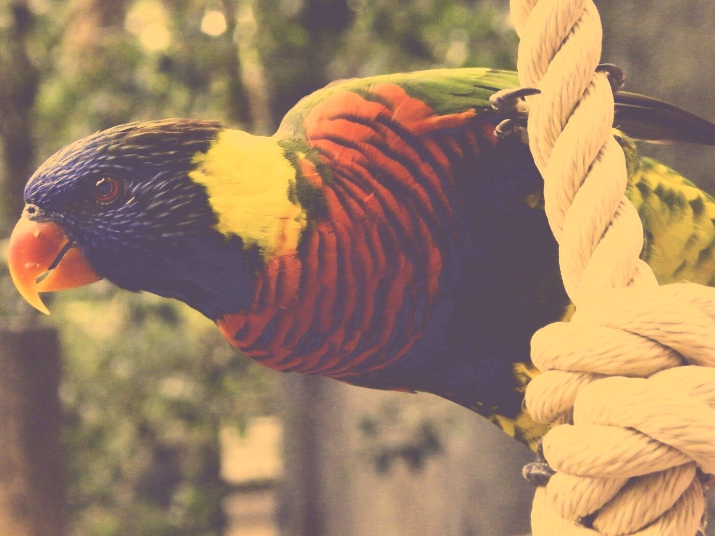 Попугай на канате обои