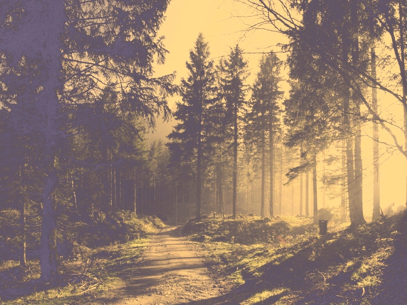 Лесная дорога обои