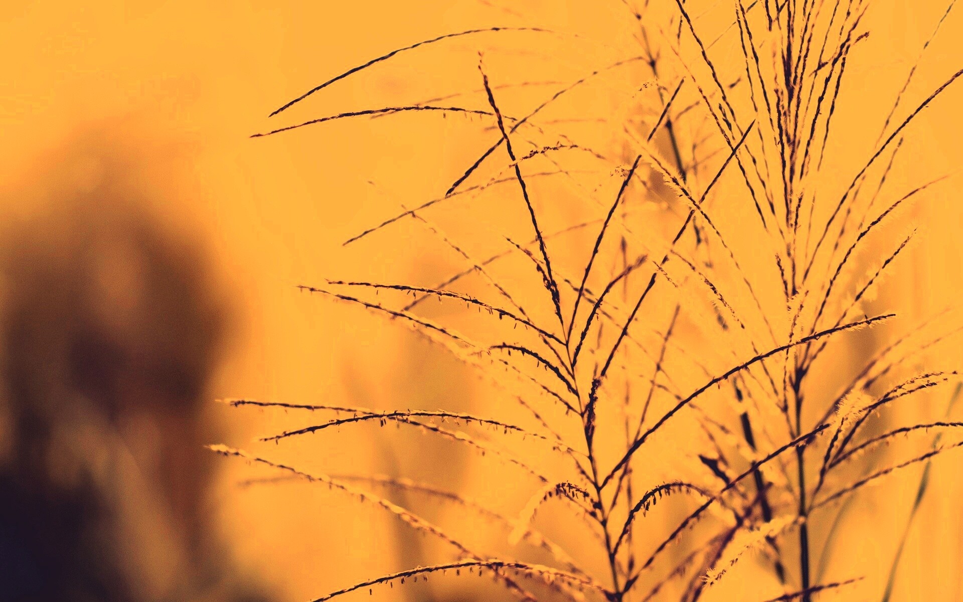 Макро фото растения обои