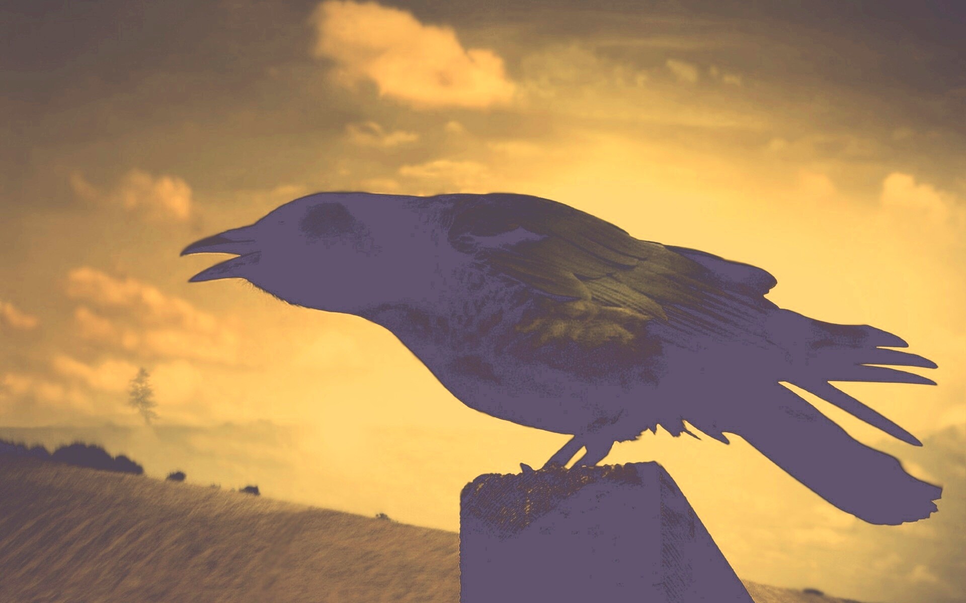 Чёрный ворон обои